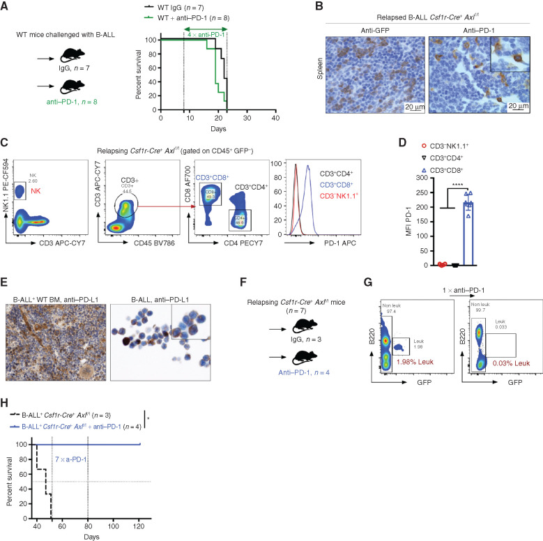 Figure 5. Axl deficient macrophages trigger antileukemic immunity and elicit PD-1 checkpoint blockade. A, Kaplan Meier survival analysis of WT mice challenged with 103 B-ALL cells and treated with either anti PD-1 (n = 8) or isotype control (n = 7). B, GFP+ blasts (left) and PD-1+ cells (right) by IHC in the spleen of Csf1r-Cre+ Axlf/f mice that succumbed to B-ALL with a delayed latency of  40 days (Mice depicted in Fig. 2C). C and D, Csf1r-Cre+ Axlf/f from three independent experiments were followed by weekly bleeding to identify mice with late disease recurrence (n = 7). Flow cytometry data depicting PD-1 expression in peripheral blood lymphocytes (CD4 and CD8 T cells, NK cells) and corresponding PD-1 mean fluorescence intensity (MFI) from Csf1r-Cre+ Axlf/f mice showing signs of relapse (detectable GFP+ cells, representative data in G). ****, P   0.0001, unpaired two-tailed Student t test. E, PD-1 ligand (PD-L1) expression by IHC in bone marrow cells with both stromal and hematopoietic morphology (left), as well as on cytospined B-ALL cells (right). F and G, Csf1r-Cre+ Axlf/f mice with late disease recurrence (n = 7, depicted in C and D) were either left untreated (n = 3) or subjected to 7 cycles of anti PD-1 treatment (n = 4; 200  g/mouse every 4 days). Representative FACS plot depicting leukemic burden (GFP+ B220dim) in the peripheral blood of the same mouse before and after one shot of anti PD-1 treatment. H, Kaplan Meier survival analysis of mice from F. *, P   0.05, log-rank (Mantel Cox) test.