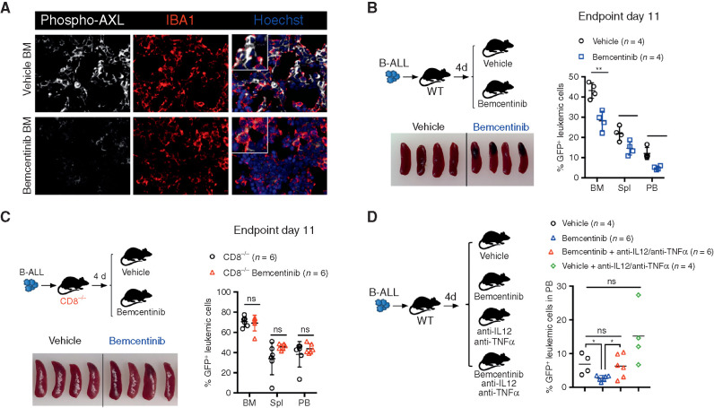 Figure 6. Bemcentinib, a clinical-grade AXL inhibitor, triggers effective antileukemic immunity in B-ALL that depends on IL12, TNF , and engagement of CD8 T cells. A, Representative phospho-AXL (white) expression and IBA1+ leukemia-associated macrophages (red) by immune fluorescence in frozen bone sections from vehicle and bemcentinib-treated leukemia-bearing mice depicted in B, at final analysis. B, Leukemic burden (% GFP+ B220dim in bone marrow, spleen, and peripheral blood) and spleen pictures of WT mice challenged with 103 B-ALL cells and treated twice daily with either vehicle or bemcentinib at 50 mg/kg. Treatment was initiated on day 4 post leukemia injection and mice were analyzed on day 11. *, P   0.05; **, P   0.01, two-tailed Student t test. C, Same as B, using CD8-deficient mice. ns, not significant, two-tailed Student t test. D, Day 10 leukemic burden (% GFP+ B220dim in peripheral blood) in WT mice challenged with 103 B-ALL cells treated as in B, in the presence or absence of blocking antibodies against IL12 (300  g/mouse) and TNF  (400  g/mouse). Blocking antibodies for IL12 and TNF  were administered daily starting from day 4 post leukemia challenge. Each dot represents an individual mouse and mean value is depicted. ns, not significant, *, P   0.05, unpaired two-tailed Student t test.