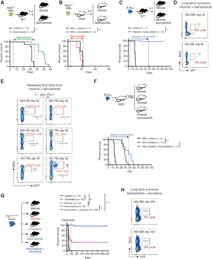 Figure 7. Systemic AXL inhibition induces potent antileukemic immunity and eliminates leukemic blasts in AXL-negative leukemias. A and B, Kaplan Meier survival curves of C57BL/6 WT mice (A) or NSG mice (B) challenged with 5.105 Asxl1 /  AML cells and treated with either vehicle or bemcentinib (50 mg/kg, twice daily). ns, not significant. ***, P   0.001, log-rank (Mantel Cox) test. C, Kaplan Meier survival analysis of C57BL/6 WT mice challenged with 103 B-ALL cells and treated with either vehicle (n = 7) or nilotinib (80 mg/kg, once a day) plus bemcentinib (50 mg/kg, twice daily; n = 33) for a total of 44 days. Data are pooled from two independent experiments. ***, P   0.001, log-rank (Mantel Cox) test. D, Representative FACS plots depicting absence of GFP+ B220dim leukemic cells in the bone marrow of long-term survivors from C. E, Mice from C were followed by weekly bleeding. Three of 33 mice (#24, #26, and #31) showed GFP+ cells indicative of disease recurrence and were subjected to anti PD-1 treatment as indicated (7   200  g/mL every fourth day). Mouse #31 succumbed to full-blown leukemia on day 36, while #24 and #26 remained leukemia-free. F, Kaplan Meier survival analysis of NSG mice challenged with 103 B-ALL cells and treated with either vehicle, nilotinib, or nilotinib plus bemcentinib for a total of 44 days as in C. ns, not significant, log-rank (Mantel Cox) test. G, WT mice were injected with 103 TKIR B-ALL cells. After 5 days, mice were randomly attributed to the indicated vehicle or treatment groups and their survival depicted using a Kaplan Meier analysis. Data are pooled from two independent experiments. ns, not significant, **, P   0.01; ****, P   0.0001, log-rank (Mantel Cox) test. H, Representative FACS plots depicting absence of GFP+ B220dim leukemic cells in the bone marrow of bemcentinib + vincristine treated long-term survivors from G. In all experiments, treatments were initiated and stopped on the days indicated by dotted lines.