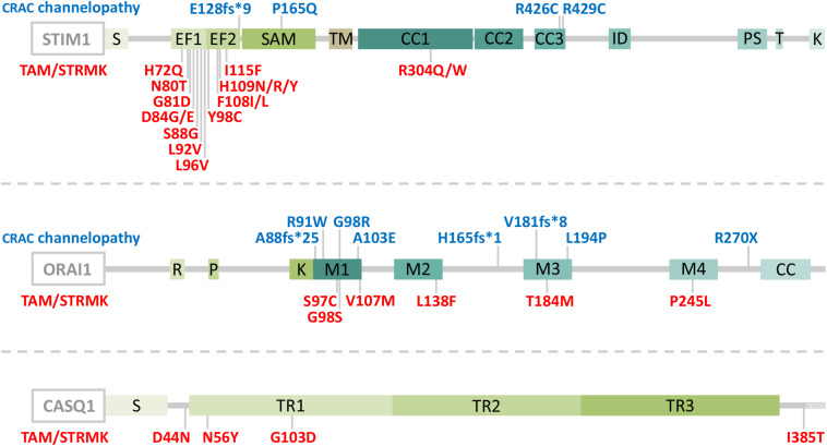 An external file that holds a picture, illustration, etc.
Object name is fphys-11-604941-g001.jpg