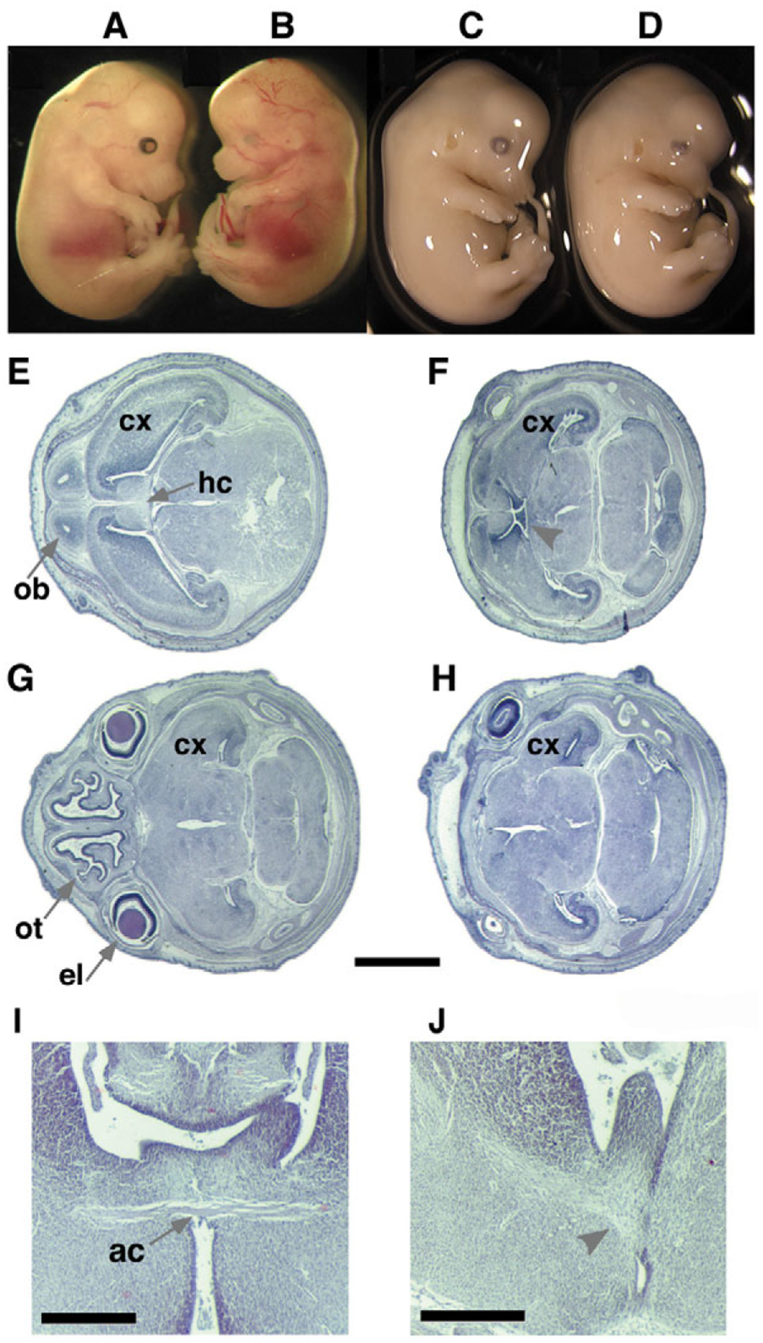 An external file that holds a picture, illustration, etc.
Object name is nihms-1664623-f0002.jpg