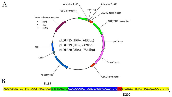 An external file that holds a picture, illustration, etc.
Object name is viruses-13-00603-g001.jpg