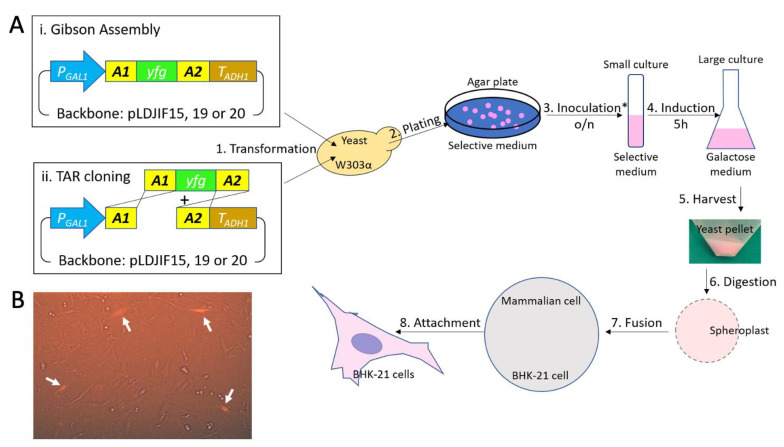 An external file that holds a picture, illustration, etc.
Object name is viruses-13-00603-g002.jpg