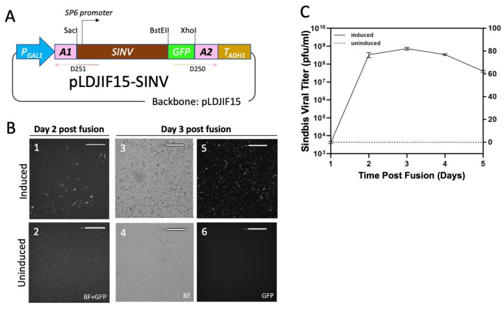 An external file that holds a picture, illustration, etc.
Object name is viruses-13-00603-g003.jpg