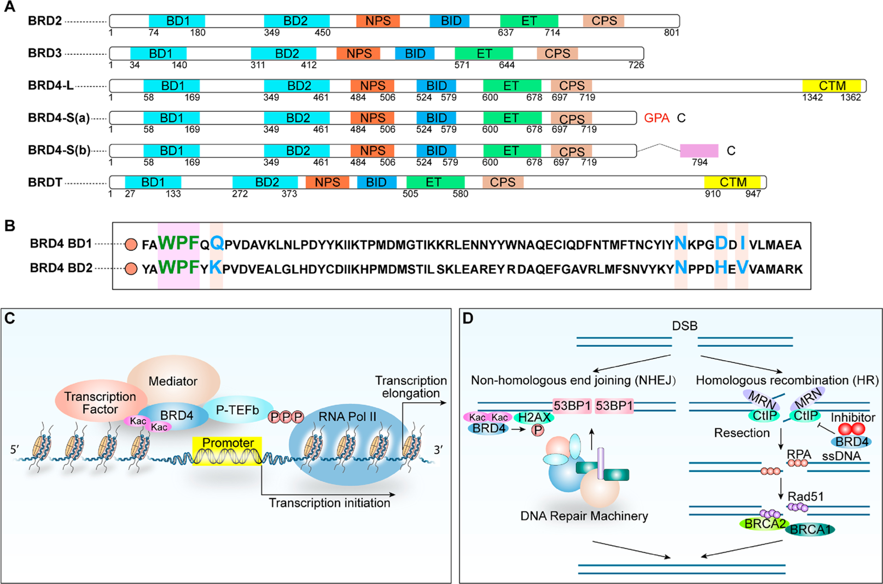 An external file that holds a picture, illustration, etc.
Object name is nihms-1697913-f0002.jpg