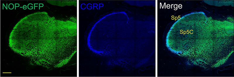 An external file that holds a picture, illustration, etc.
Object name is nihms-1719686-f0003.jpg