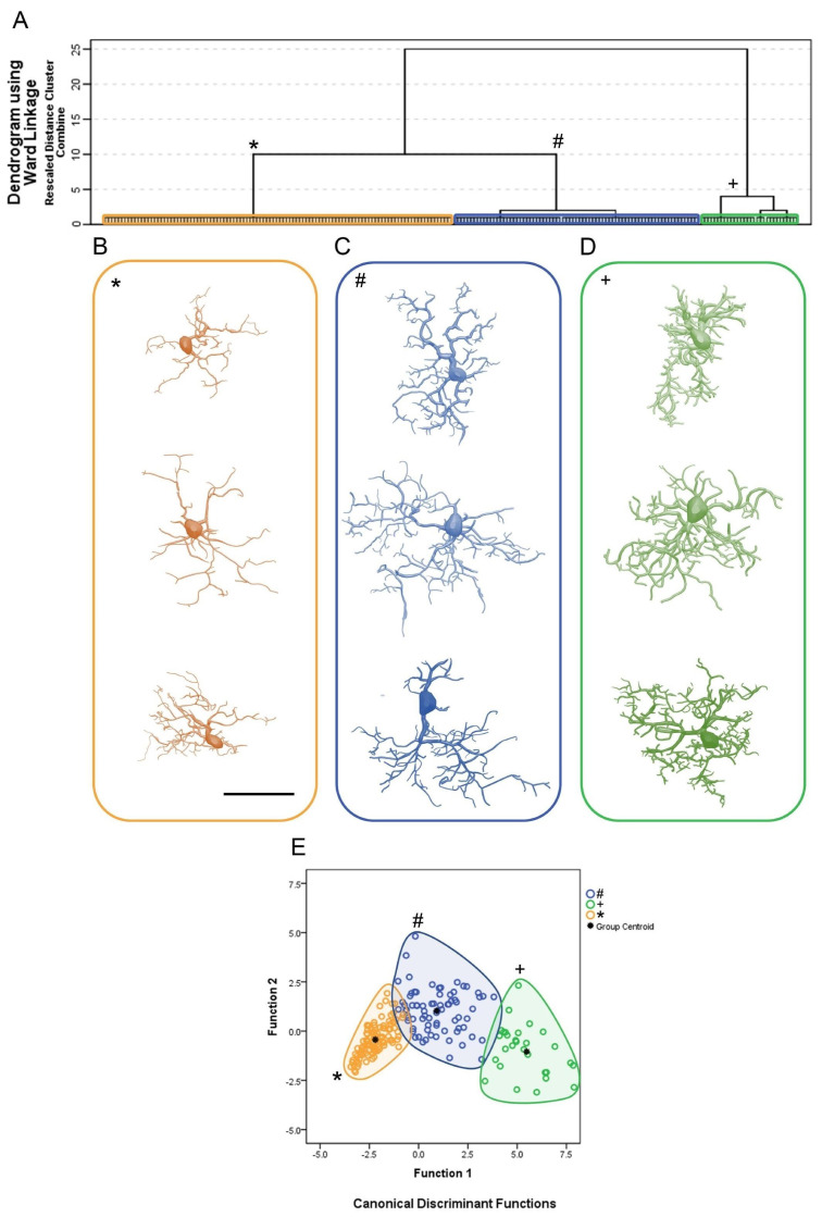 An external file that holds a picture, illustration, etc.
Object name is brainsci-11-01009-g002.jpg