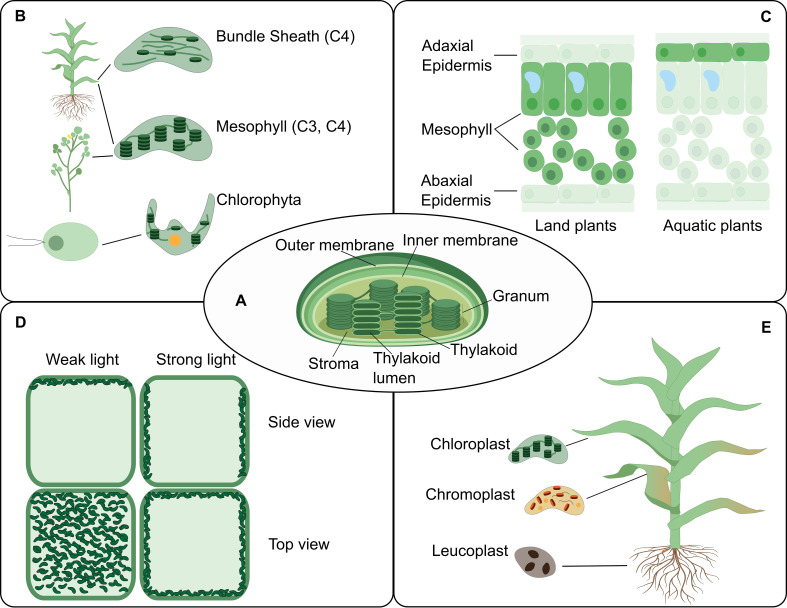 An external file that holds a picture, illustration, etc.
Object name is elife-66877-fig7.jpg