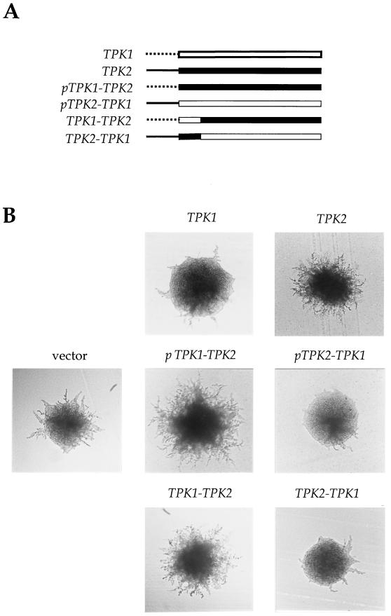 An external file that holds a picture, illustration, etc.
Object name is mb0791909004.jpg