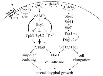 An external file that holds a picture, illustration, etc.
Object name is mb0791909010.jpg