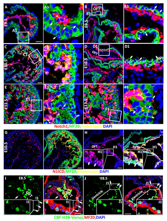 An external file that holds a picture, illustration, etc.
Object name is cells-10-02192-g001.jpg