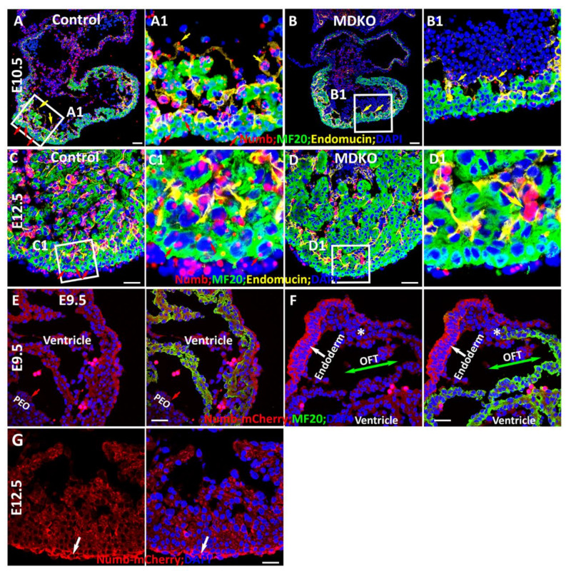 An external file that holds a picture, illustration, etc.
Object name is cells-10-02192-g002.jpg