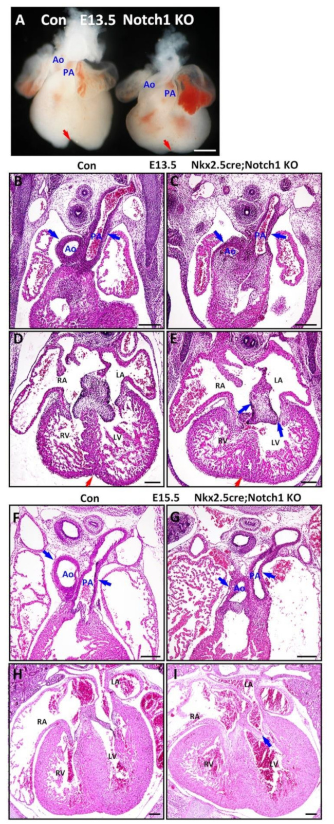 An external file that holds a picture, illustration, etc.
Object name is cells-10-02192-g003.jpg