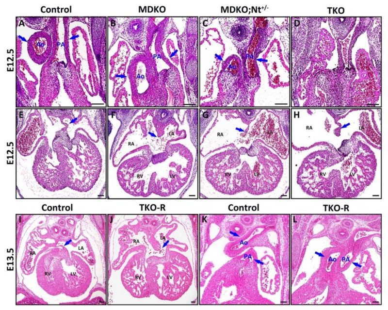 An external file that holds a picture, illustration, etc.
Object name is cells-10-02192-g004.jpg