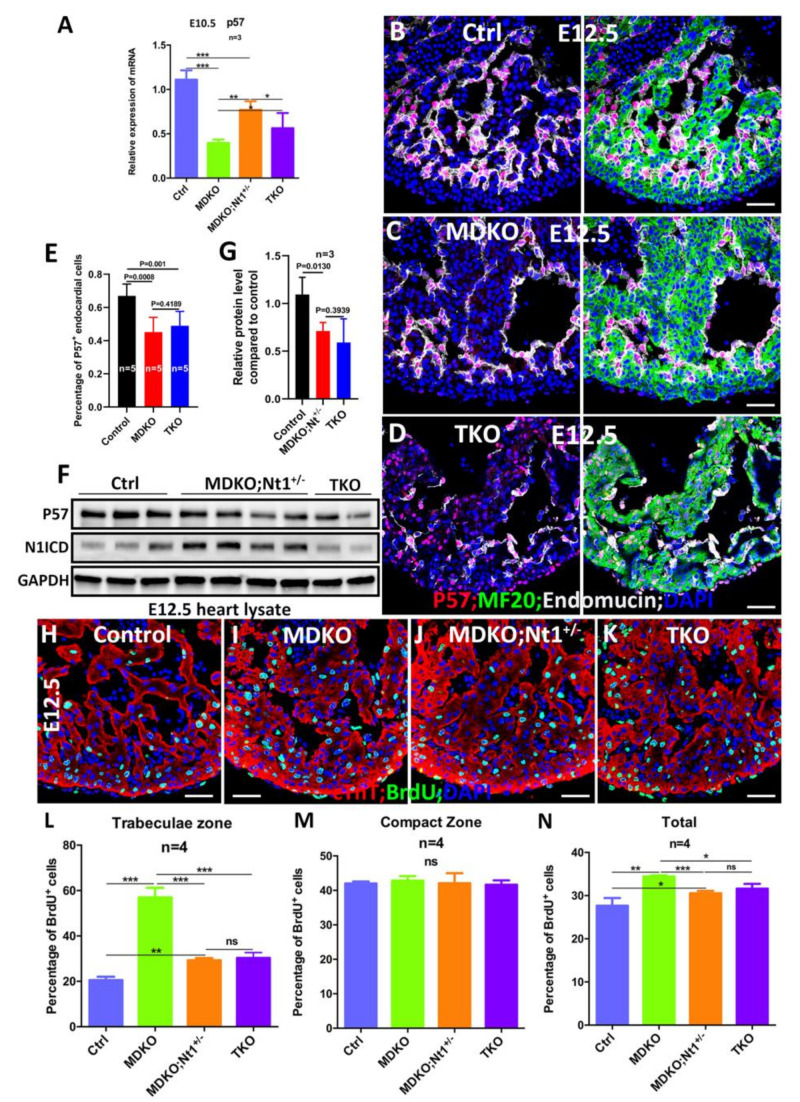 An external file that holds a picture, illustration, etc.
Object name is cells-10-02192-g006.jpg