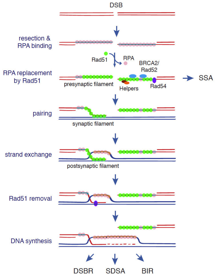 An external file that holds a picture, illustration, etc.
Object name is genes-12-01550-g001.jpg