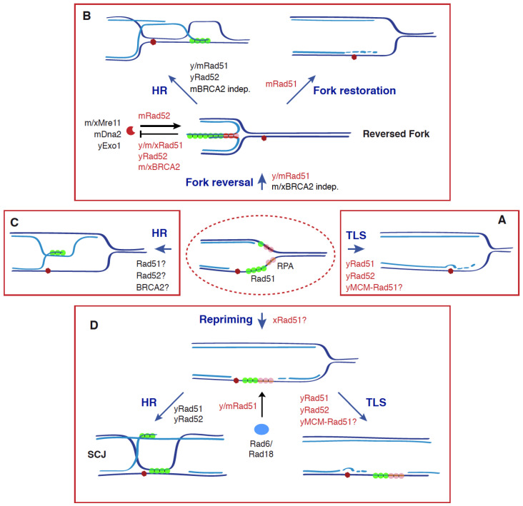 An external file that holds a picture, illustration, etc.
Object name is genes-12-01550-g002.jpg