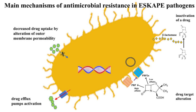 An external file that holds a picture, illustration, etc.
Object name is pathogens-10-01310-g002.jpg