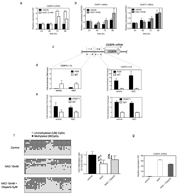 An external file that holds a picture, illustration, etc.
Object name is cells-10-02986-g003.jpg