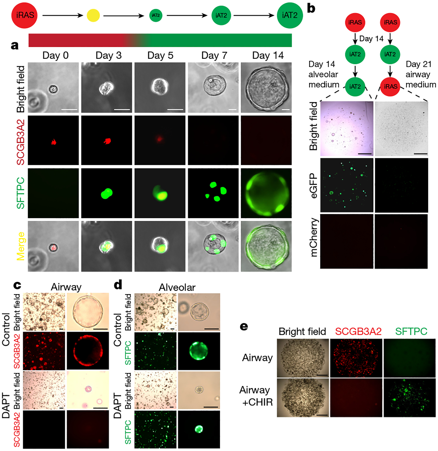 An external file that holds a picture, illustration, etc.
Object name is nihms-1802781-f0002.jpg