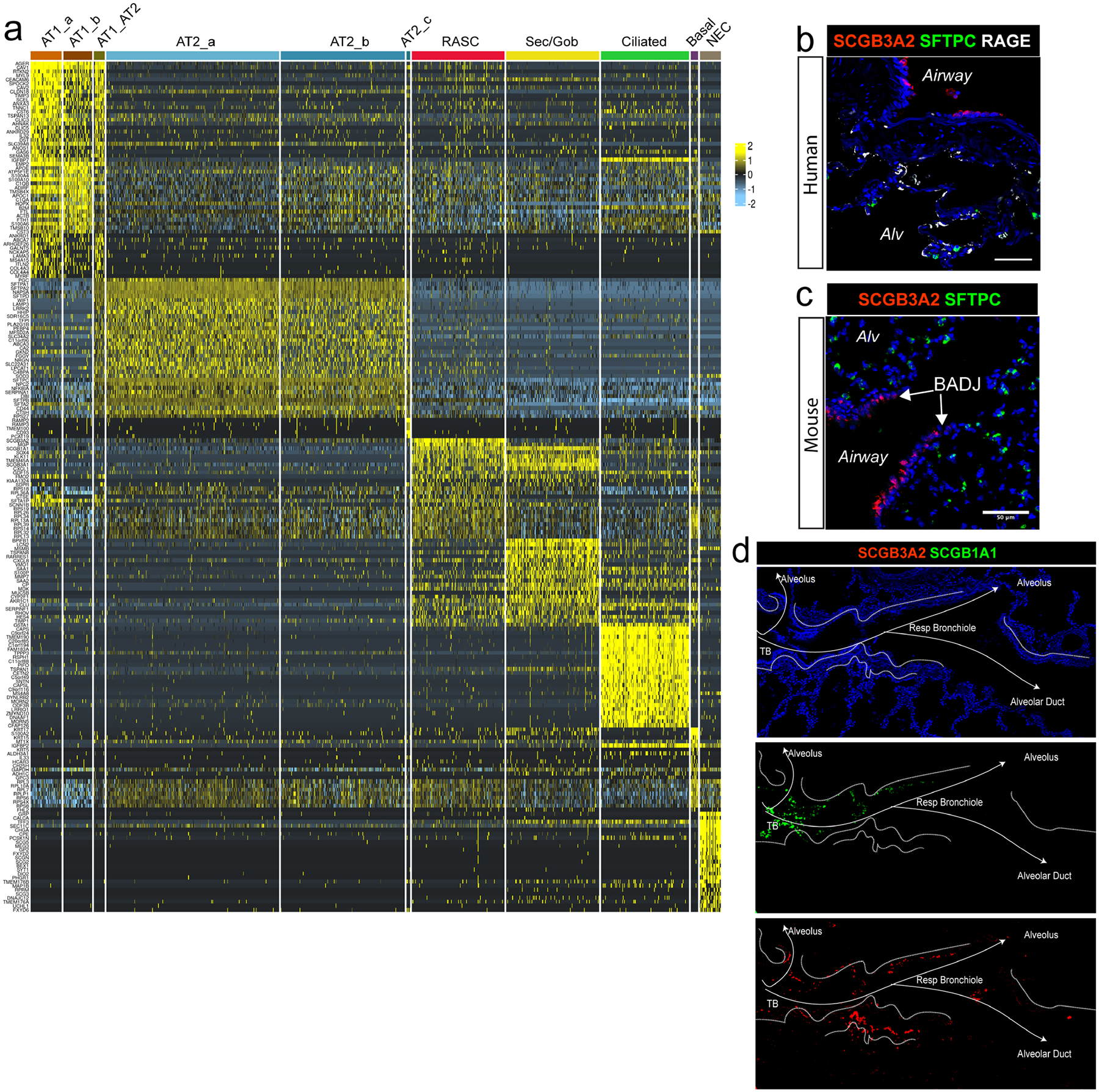 An external file that holds a picture, illustration, etc.
Object name is nihms-1802781-f0006.jpg