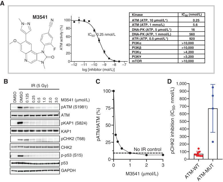 Figure 1. M3541 is a potent and selective inhibitor of ATM kinase activity. A, M3541 structural formula, concentration response relationship in in vitro ATM kinase assays and summary of potency and selectivity. The IC50 value data for ATM kinase and closely related members of PI3K-related kinases is listed. Kinase assays with ATP concentrations at or near KM are labeled (*). B, M3541 inhibits ATM signaling. A549 cells were pre-treated with increasing concentrations of M3541 for 1 hour and exposed to IR (5 Gy). Whole-cell lysates were collected 1 hour after IR and p-ATM and its downstream targets pKAP1, pCHK2 and pp53 were analyzed by Western blotting. C, pATM levels from western blot images (B) at different M3541 concentrations were quantified by GE Imager using ImageJ software and plotted as the percentage of the IR-induced p-ATM (100%). Dotted line represents uninduced p-ATM level. D, Inhibition of ATM signaling by M3541 in a panel of ATM wild-type (A375, A549, FaDu, HCC1187, HT29, MCF-7, NCI-H460, and SW620) and ATM mutant cancer cell lines (Granta-519, HT-144, NCI-H1395, and NCI-H23). Cells were treated with increasing M3541 concentrations in the presence of the radiomimetic bleomycin (10  mol/L) for 3 6 hrs. P-CHK2 (Thr68) was measured by ELISA in whole-cell lysates and IC50 values calculated.