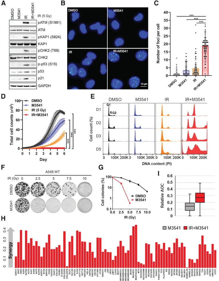 Figure 2. M3541 selectively inhibits DSB repair and sensitizes cancer cells to radiotherapy. A, M3541 suppresses IR-induced ATM signaling. A549 cells were pre-treated with 1  mol/L M3541 before 5Gy IR. After 6 hours, whole-cell lysates were prepared, and ATM and ATM pathway targets were assessed by Western blotting. B, M3541 inhibits repair of IR-induced DSBs. A549 cells were treated as described previously in (A) and  H2AX foci were detected by immunofluorescence 24 hours after IR. Representative images are shown at  20 magnifications.  H2AX foci in green and nuclear staining by DAPI shown in blue. C, Quantification of  H2AX foci shown in B using ImageJ software. D, M3541 inhibits the growth of A549 cells. Growth/viability curves of A549 Nuclight cells treated as in (A) were generated by IncuCyte live cell imaging (images taken every 2 hours for 6 days). The number of green-fluorescent nuclei represents the total number of cells (mean   SEM). E, In combination with IR, M3541 disrupts cell-cycle progression. Cell-cycle profiles of A549 cells treated with DMSO, M3541, IR or IR+M3541 at different time points. F, M3541 inhibits clonogenic cell growth. A549 cells challenged with different doses of IR plus/minus 1  mol/L M3541 were incubated at 37 C for 14 days. Cell colonies were visualized by staining with 0.5% crystal violet, imaged and quantified. G, Colony growth relative to DMSO controls shown in (F) was quantified and plotted as a function of IR dose. H, Cell growth/viability of 79 cancer cell lines in response to M3541 alone or in combination with IR (3Gy) was quantified by sulforhodamine B (SRB) straining. Synergy score was calculated by the Bliss excess method as described previously in Materials and Methods and cell lines were plotted in alphabetical order. I, Box plot representation of synergy scores calculated for IR alone and IR + M3541 groups.