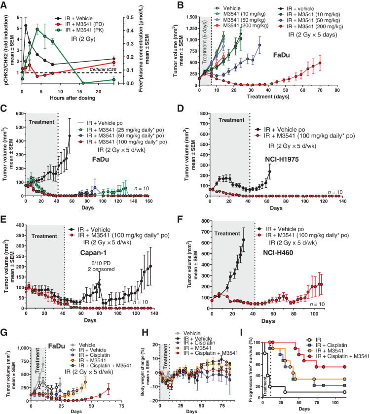 Figure 3. M3541 potentiates IR efficacy in xenograft models of human cancer. A, M3541 inhibits ATM downstream phosphorylation target p-CHK2 in vivo. pCHK2 (Thr68) modulation was measured in response to IR (black) or combination with IR + M3541 (red). FaDu xenograft bearing mice (5 mice per treatment and timepoint) received a single treatment of 2 Gy IR with or without 100 mg/kg M3541. M3541 was given orally 10 minutes before IR. pCHK2 modulation was measured in tumor lysates at indicated timepoints. Plasma concentrations of M3541 were determined and plotted (green). B, M3541 dose dependently enhances IR effect in FaDu xenografts. Tumor-bearing mice (10 mice per arm) were treated with M3541, IR (2Gy x 5 days; total dose: 10 Gy) or IR + M3541 and tumor volume was followed for a maximum of 70 days. C F, M3541 strongly enhances IR efficacy in 6-week fractional radiotherapy studies with 4 xenograft models. Mice (10 mice per arm) were irradiated with 2Gy fractions (5 days on, 2 days off) for 6 weeks. M3541 was given orally 10 minutes before IR at the indicated doses. Tumor growth was followed for at least 9 weeks after treatment. G I, M3541 demonstrated combination benefit with the SoC regiment IR + cisplatin in the FaDu model. Mice with established xenografts (10 mice per arm) received 2 Gy IR fractions (5 days on/2 days off) for 2 weeks (20Gy total dose). Cisplatin was given intraperitoneally at 3 mg/kg on days 0 and 7 and M3541 at 100 mg/kg 10 minutes before each radiotherapy fraction. G and H, Tumor volume and body weight changes. I, Progression-free survival. Tumors with relative tumor volume change values  73% were categorized as an event. This cutoff value was selected in accordance with the RECIST definition for progressive disease based on tumor volume (44).