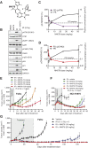 Figure 4. M4076 is a superior ATM inhibitor with improved pharmacological properties. A M4076 structural formula. B, M4076 inhibits IR-induced ATM signaling in A549 cells. Cells were exposed to 1  mol/L M4076 an hour before irradiation (5Gy), cell lysates were prepared 6 hours later and ATM signaling assessed by Western blotting. C and D, M4076 inhibits ATM direct phosphorylation targets, p-ATM and p-CHK2, in vivo. The levels of p-ATM (purple) and p-CHK2 (red) were measured in response to IR alone or IR + M4076 in the FaDu model. Mice bearing established xenografts (5 mice per treatment and dose) received 2Gy IR with or without indicated doses of M4076 given orally 30 minutes before IR and tumor lysates were prepared 2 hours after M4076 administration. Plasma concentrations of M4076 were determined in parallel and plotted (black). Baseline levels of p-ATM and p-CHK2 are represented by the dotted horizontal lines. E, M4076 enhances IR effect in FaDu xenografts. FaDu tumor-bearing mice (9 mice per arm) were treated with IR (2Gy fraction x 5 consecutive days; total IR dose 10 Gy) or IR + M4076 at the indicated doses and tumor growth and body weight of mice was followed for 42 days. F, M4076 enhances IR efficacy in the NCI-H1975 xenograft model. Mice with established xenografts (9 per arm) were treated as in (E) for 2 weeks (total IR dose 20 Gy). Tumor growth and body weight was followed for 46 days. G, M4076 strongly enhances IR efficacy in the 6-week FaDu xenograft model. Mice (10 mice per arm) were treated with IR or IR + M4076 as in (E) but for 6 consecutive weeks (total IR dose 60 Gy) simulating a curative treatment regimen. Tumor growth and body weight was followed for 143 days.