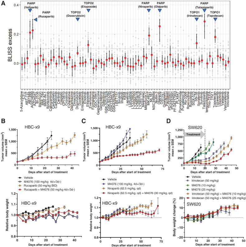 Figure 5. M4076 synergizes with topoisomerase and PARP inhibitors. A, Pairwise combination synergy analysis of 79 anticancer agents combined with M4076 in a panel of 34 cancer cell lines. Small-molecule agents representing diverse modes of action were combined with M4076 in a subset of cancer cell lines and evaluated for growth/viability after incubation for five days. Bliss excess was calculated per drug and cell line. Drug combination effects across the cell line panel were plotted using the median, 25th and 75th percentile connected by line to visualize combination effects across the cell line panel. Horizontal lines at Bliss excess of 0.1 and  0.1 serve as threshold for weak/moderate and strong combination synergy effects. B C, Combination effect of M4076 with rucaparib (B) or niraparib (C) in the HCB-x9 breast cancer model. Efficacy and body weight changes in HBCx-9 TNBC PDX bearing mice (9 mice per arm for B; 7 mice per arm for C) receiving orally M4076 plus either of the two PARP inhibitors were monitored for 45 (rucaparib) or 75 (niraparib) days. D, Efficacy and body weight changes of M4076 in combination with irinotecan in the SW620 xenograft model. Mice (10 per arm) were treated with 3 1-week cycles of the combination or respective monotherapy control arms. One cycle consisted of a single irinotecan application (intraperitoneally) at a dose of 50 mg/kg, followed by 10, and 25 mg/kg of M4076 (po) 24 hours later and for four subsequent days.