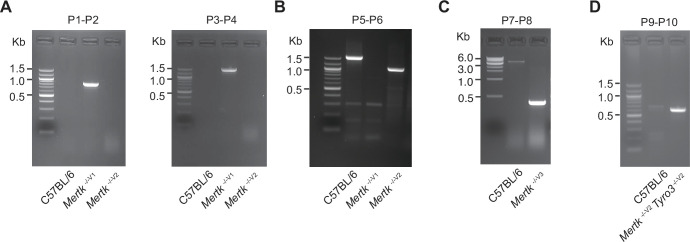 An external file that holds a picture, illustration, etc.
Object name is elife-80530-fig1-figsupp1.jpg