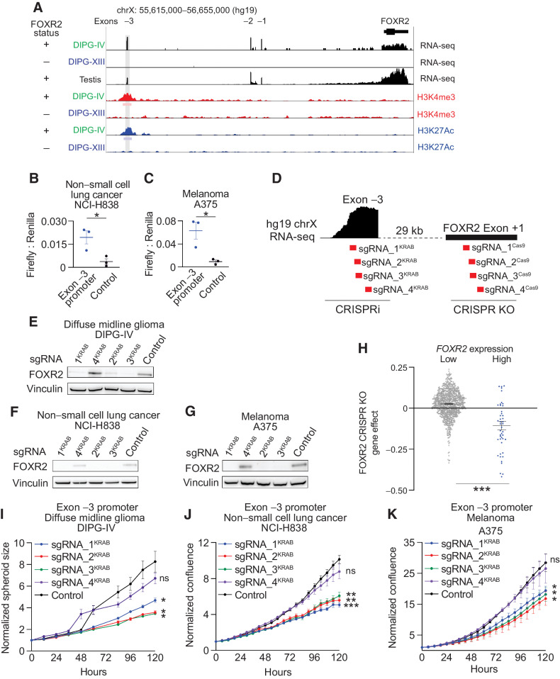 Figure 2. FOXR2 is necessary in FOXR2-expressing cancers. A, Top three tracks: Expression and structure of FOXR2 isoforms in FOXR2-expressing DIPG-IV diffuse midline glioma (DMG) cells (green), non FOXR2-expressing DIPG-XIII DMG cells (blue), and normal testis (black), as determined by RNA-sequencing. Bottom four tracks: H3K4me3 promoter and H3K27ac enhancer binding in the same FOXR2-expressing DIPG-IV DMG and non FOXR2-expressing DIPG-XIII DMG cells. Bars below the H3K4me3 and H3K27ac ChIP-sequencing tracks indicate the position of statistically enriched peaks (FDR   0.01). The position of Exon-3 is depicted with a gray bar across the different tracks. B, Firefly to Renilla luciferase relative light unit (RLU) ratio in FOXR2-expressing NCI-H838 non small cell lung cancer (NSCLC) cells transduced with reporter constructs that harbor the Exon  3 promoter sequence relative to vector control. *, P   0.05, as determined by a two-tailed unpaired t test comparing Exon  3 promoter sequence to control at 7 days following selection across three independent replicate experiments. C, Firefly to Renilla luciferase RLU ratio in FOXR2-expressing A375 melanoma (SKCM) cells transduced with reporter constructs that harbor the Exon  3 promoter sequence relative to vector control. *, P   0.05, as determined by two-tailed unpaired t test comparing Exon  3 promoter sequence to control at 7 days following selection across three independent replicate experiments. D, Schematic showing the location of CRISPR interference guides (red, labeled sgRNA_1KRAB, sgRNA_2KRAB, sgRNA_3KRAB, and sgRNA_4KRAB) in relation to the FOXR2 Exon  3 promoter peak. Four CRISPR-Cas9 KO guides targeting the FOXR2 Exon +1 are also shown. E G, Representative western immunoblots showing FOXR2 protein levels following transduction with CRISPRi lentivirus with guides targeting different regions of the FOXR2 Exon  3 promoter peak, or nontargeting vector control using lysates derived from the following FOXR2-expressing cancer cell lines (E) DIPG-IV DMG, (F) NCI-H838 non small cell lung cancer (NSCLC), and (G) A375 melanoma (SKCM). H, Gene effect (y-axis) following FOXR2 ablation in genome-scaled CRISPR-Cas9 loss-of-function screens across 948 cancer cell lines with low vs. high levels of FOXR2 expression (x-axis). Values depict mean   SEM. ***, P   0.0001 as determined by two-tailed unpaired t test. I, CRISPR interference of FOXR2 using sgRNA_1-4KRAB in FOXR2-expressing DIPG-IV DMG cell line attenuates proliferation. Values indicate mean   SEM across three replicate experiments. *, P   0.05, as determined by two-tailed unpaired t tests comparing each guide relative to nontargeting control at 120 hours. J, Normalized confluence (relative to day 0) of FOXR2-expressing NCI-H838 non small cell lung cancer (NSCLC) cells following transduction with CRISPRi vectors and guides targeting the Exon  3 FOXR2 promoter. Values indicate mean   SEM across three replicate experiments. **, P   0.01; ***, P   0.001 as determined by two-tailed unpaired t tests at 120 hours. K, Normalized confluence (relative to day 0) of FOXR2-expressing A375 melanoma (SKCM) cells following transduction with CRISPRi vectors and guides targeting the Exon  3 FOXR2 promoter. Values indicate mean   SEM across three replicate experiments. *, P   0.05 as determined by two-tailed unpaired t tests at 120 hours.