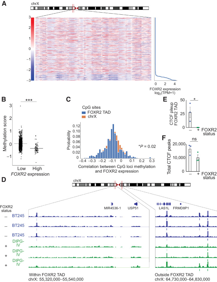 Figure 3. FOXR2 is aberrantly expressed through epigenetic mechanisms. A, Heatmap of CCLE cell lines depicting z-scores (relative to mean of methylation for each CpG site) for all CpG sites within the FOXR2 TAD on the X chromosome as a function of FOXR2 expression. FOXR2-expressing cell lines contain a 2-Mb region that is significantly hypomethylated relative to other regions of the X chromosome. FOXR2-expressing cell lines are delineated by FOXR2 expression indicated on the right. B, Quantification of FOXR2 TAD methylation score for each CCLE cancer cell line (P = 1.965e 15 as determined by Welch t test). Each cell line is represented by an individual dot, and FOXR2 expression (low vs. high) is indicated on the x-axis. C, Correlation between methylation at CpG loci and FOXR2 expression (x-axis) and the probability of these correlations (y-axis). CpG sites within the FOXR2 TAD are colored in blue, whereas the entire X chromosome is colored in orange. D, CTCF binding of the hypomethylated region shown in A that encompasses FOXR2 in FOXR2-expressing DIPG-IV diffuse midline glioma (DMG, bottom) and non FOXR2-expressing BT245 cells (top). Three independent replicates are shown for each cell line. Two regions are highlighted: within the FOXR2 TAD is shown on the left (chrX: 55,320,00 55,540,000), and outside of the FOXR2 TAD (chrX: 64,730,000 64,830,000) is shown on the right. E, Quantification of the CTCF pileup specifically in the indicated region encompassing the FOXR2 TAD in three replicates of non FOXR2-expressing cell lines (BT245) and three replicates of FOXR2-expressing DMG cells (DIPG-IV; P = 0.0424, unpaired t test). F, Quantification of total CTCF peaks across the genome in three replicates of non FOXR2-expressing BT245 DMG cells and three replicates of FOXR2-expressing DIPG-IV DMG cells (P = 0.1078, unpaired t test).