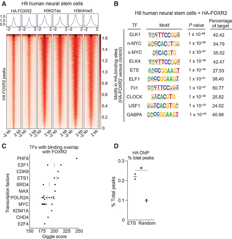 Figure 5. FOXR2 is enriched for ETS motifs. A, Heatmaps of HA ChIP-seq peaks overlapping with H3K27ac and H3K4me3 peaks in H9 hNSCs expressing HA-FOXR2. Each row is centered on a HA-FOXR2 peak. The regions are rank ordered by the HA-FOXR2 signal. Intensity indicates average binding intensity at that site. B, Top 10 most significantly enriched known motifs from HA ChIP-seq in hNSCs expressing HA-FOXR2. Transcription factor, motif sequence, P value, and percentage of target sequences are shown. C, Top 11 TFs with significant binding overlap to HA-FOXR2 from Cistrome GIGGLE analysis. D, Percent of total peaks found in the 28 ETS family TFs compared with 28 randomly selected TFs across two replicate experiments. *, P   0.05 as determined by a two-tailed unpaired t test.