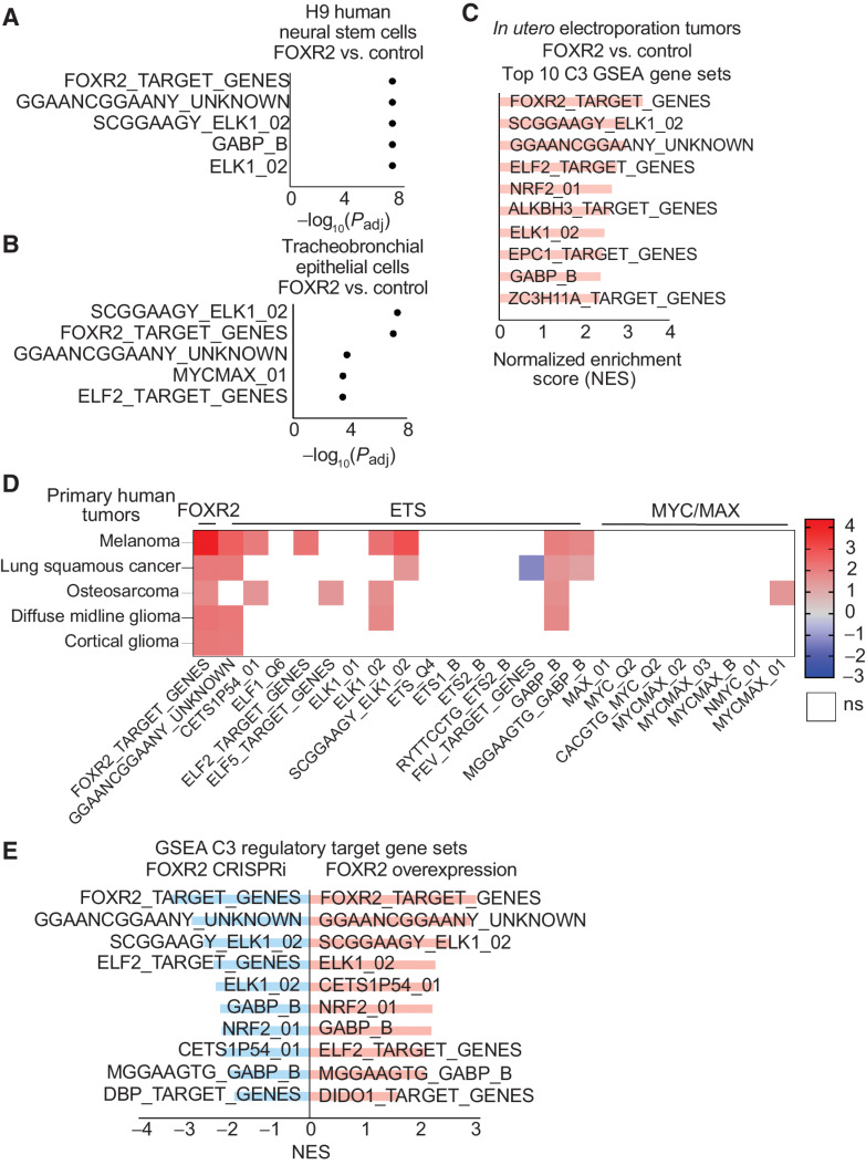 Figure 6. FOXR2 specifically regulates ETS transcriptional circuits. A, GSEA of C3-regulatory target gene sets in FOXR2-expressing H9 hNSCs. The top five most significant (q value   0.05) FOX, ETS, and MYC/MAX gene sets are plotted by  log10(q value). B, GSEA of C3-regulatory target gene sets in FOXR2-expressing tracheobronchial epithelial cells (AALE). The top five most significant (q value   0.05) FOX, ETS, and MYC/MAX gene sets are plotted by  log10(q value). C, GSEA of C3-regulatory target gene sets in tumor models generated by IUE, comparing FOXR2-expressing glioma tumors to non FOXR2-expressing controls. The top 10 most significant (q value   0.05) gene sets are plotted by normalized enrichment score (NES). D, Heatmap depicting relative expression of the FOXR2 target gene set, 15 ETS transcription factor gene sets, and 8 MYC/MAX gene sets within the C3 database in FOXR2-expressing versus non FOXR2-expressing samples across different human cancers. Gradient depicts NES for each lineage, with red showing high enrichment, blue indicating negative enrichment, and white indicating no significant enrichment of each gene set. Human tumors include TCGA melanoma (SKCM) human tumors (total n = 472, FOXR2 n = 48), TCGA-LUSC human tumors (total n = 551, FOXR2 n = 15), osteosarcomas human tumors (total n = 150, FOXR2 n = 5), human diffuse midline gliomas (DMGs; total n = 67, FOXR2 n = 5), and human cortical gliomas (total n = 32, FOXR2 = 6). All colored squares are significantly enriched or depleted with a q value   0.05, with the exception of osteosarcoma, for which a q value threshold of   0.25 was applied. White squares are not significant based on this FDR threshold. E, GSEA of C3 regulatory target gene sets in FOXR2-expressing models (red, right), combining both H9 hNSCs and tracheobronchial epithelial cells (AALE). GSEA was generated by comparing hNSCs and AALE cells transduced with FOXR2 relative to hNSCs and AALE cells transduced with a vector control (n = 3 replicates per condition). The top 10 most significant gene sets are plotted by NES with q value = 4.66E 8. GSEA of C3-regulatory target gene sets in FOXR2 CRISPRi suppression models (blue, left), combining both DMG DIPG-IV and melanoma (SKCM) A375. Primary FOXR2-expressing cancer cell lines with FOXR2 suppression transduced with CRISPRi targeting the Exon -3 promoter were compared with primary FOXR2-expressing cancer cell lines transduced with a CRISPRi control vector (n = 3 replicates per condition). The top 10 most significant gene sets are plotted by their NES with q value = 9.56E 9.