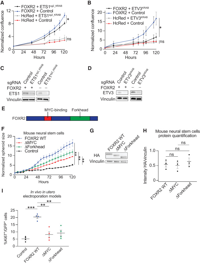 Figure 7. ETS TFs are necessary for FOXR2-mediated proliferation. A, Normalized confluence of H9 hNSCs expressing FOXR2 + vector control, FOXR2 + ETS1sg2_KRAB, HcRed + vector control, and HcRed + ETS1sg2_KRAB. Values indicate mean   SEM across three replicate experiments. *, P   0.05 as determined by a two-tailed unpaired t test on day 5. B, Normalized confluence of H9 hNSCs expressing FOXR2 + vector control, FOXR2 + ETV3KRAB, HcRed + vector control, and HcRed + ETV3KRAB. Values indicate mean   SEM across three replicate experiments. *, P   0.05 as determined by a two-tailed unpaired t test on day 5. C, Representative western immunoblot depicting ETS1 protein levels in H9 hNSCs expressing FOXR2 + vector control, FOXR2 + ETS1sg2_KRAB, HcRed + vector control, and HcRed + ETS1sg2_KRAB. D, Representative western immunoblot depicting ETV3 protein levels in H9 hNSCs expressing FOXR2 + vector control, FOXR2 + ETV3KRAB, HcRed + vector control, and HcRed + ETV3KRAB. E, Schematic depicting FOXR2 protein domains. The MYC-binding domain is indicated in red and forkhead DNA-binding domain is indicated in green. F, Growth of neurospheres (measured as spheroid size) of mNSCs expressing FOXR2 WT relative to mNSCs expressing  MYC,  Forkhead, and control, and normalized to day 0 values. Values indicate mean   SEM across three replicate experiments. **, P   0.01 as determined by two-tailed unpaired t tests. G, Representative Western immunoblot depicting HA-tagged FOXR2 protein levels in mNSCs expressing FOXR2 WT,  MYC, and  Forkhead. H, Quantification of HA protein expression in western immunoblots performed using lysates derived from mNSCs transduced FOXR2 WT,  MYC, and  Forkhead. Values from three independent experiments and their mean   SEM are shown. ns, not significant as determined by a two-tailed unpaired t test with P   0.05. I, Percentage of GFP-positive cells that are Ki67-positive cells in control, FOXR2 WT,  MYC, and  Forkhead expressing IUE tumors. Values represent Ki67% positivity in four independent tumors per condition. Black horizontal line indicates the mean across all four tumors with error bars representing SEM. **, P   0.01; ***, P   0.001 as determined by two-tailed unpaired t tests.