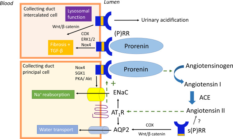 An external file that holds a picture, illustration, etc.
Object name is pharmrev.120.000236f2.jpg