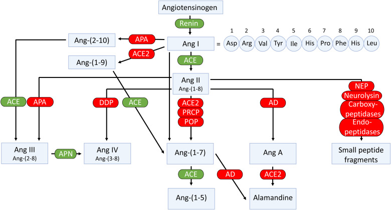 An external file that holds a picture, illustration, etc.
Object name is pharmrev.120.000236f4.jpg