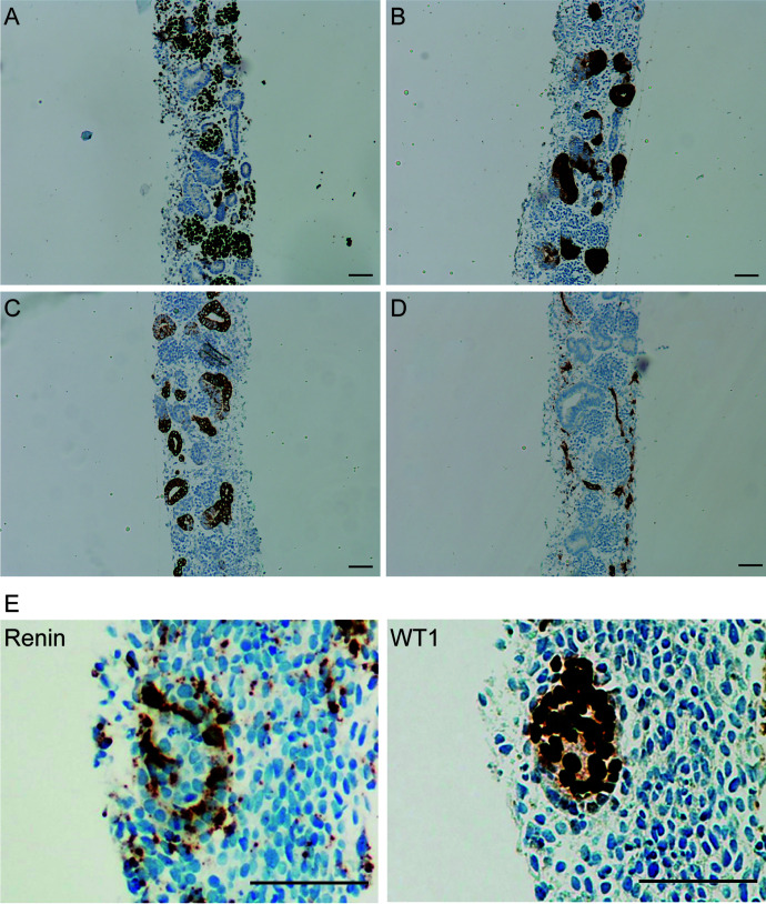 An external file that holds a picture, illustration, etc.
Object name is pharmrev.120.000236f8.jpg