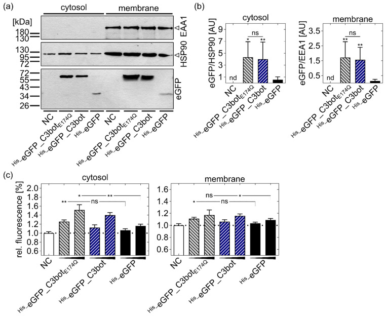 An external file that holds a picture, illustration, etc.
Object name is toxins-14-00711-g005.jpg