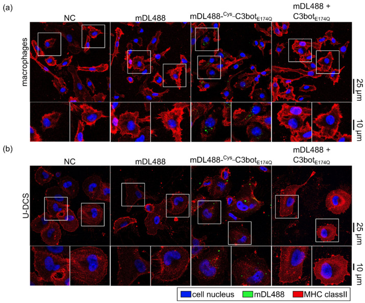 An external file that holds a picture, illustration, etc.
Object name is toxins-14-00711-g006.jpg