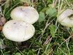 A﻿ Victorian coroner has warned residents of the dangers of eating wild mushrooms after an elderly woman died when she and her son ate death caps from her garden.