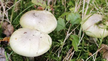 A﻿ Victorian coroner has warned residents of the dangers of eating wild mushrooms after an elderly woman died when she and her son ate death caps from her garden.