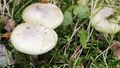 A﻿ Victorian coroner has warned residents of the dangers of eating wild mushrooms after an elderly woman died when she and her son ate death caps from her garden.