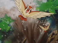 Error en el grito de Pidgey.