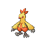 Combusken NB hembra.png