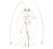 Pheromosa.png