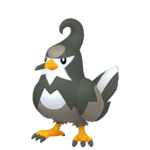 Staravia macho