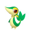 Snivy