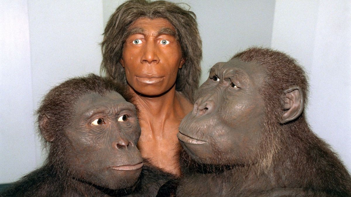 Modellierte Köpfe von Urmenschen im Hessischen Landesmuseum in Darmstadt. Links ein Australopithecus Afarensis (lebte vor 2,9 - 3,7 Millionen Jahren), in der Mitte ein Homo Neanderthalensis (lebte vor 220.000 Jahren) und rechts ein Australopithecus Boisei (lebte vor 1,1 bis 2,4 Millione Jahren).